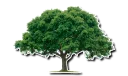 Telegram sticker 🌳 Texas!