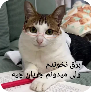 Telegram sticker 🐱 Doll malek