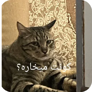 Telegram sticker 🤔 Doll malek