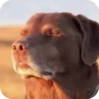 Video sticker 🐶 Больше стиков тут: @stikery4