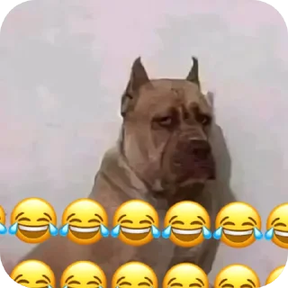 Video sticker 👍 @AniPackBot استیکرساز😍