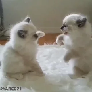 Телеграм стикер 😻 عشوائيات)