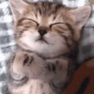 Телеграм стикер 🐈 عشوائيات)