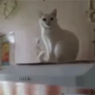 Video sticker 🐈 عشوائيات
