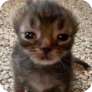 Телеграм стикер 🐱 عشوائيات)
