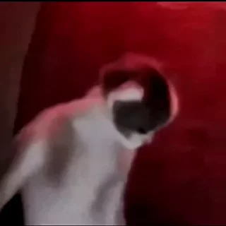 Video sticker 🤨 THE 艾斯OUND 😭💀🙏 | @NikkaGameS