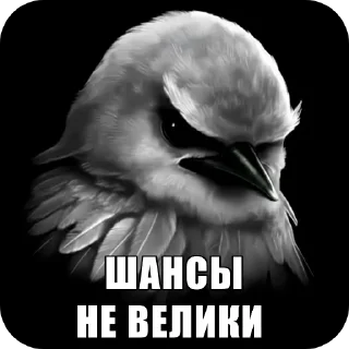 Telegram sticker 🐦 Птички1