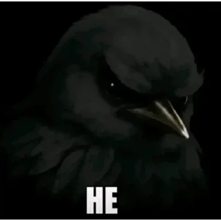 Telegram sticker 🤨 bird haha @wowziesy