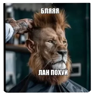Telegram sticker 🦁 актуалочка