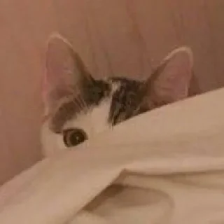 Telegram stiker 🐈 Gucci pac( @oochiha)