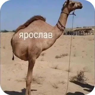 Telegram sticker 🏖 Больше стиков тут: @stikery4