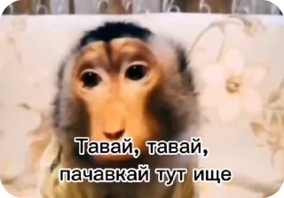 Video sticker 🌟 Больше стиков тут: @stikery4