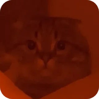 Video sticker 🐱 Маи стикеры