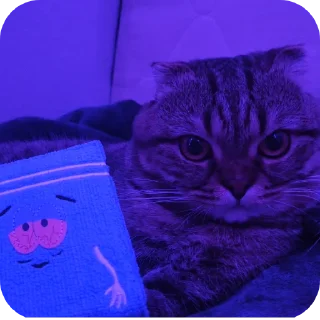 Sticker 🐱 Маи стикеры