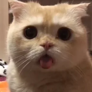 Video sticker 😛 Rinki cat vol.2