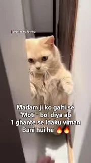 Video sticker 🧐 Rinki cat vol.2