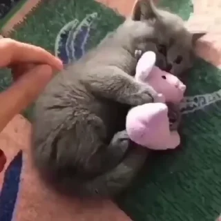 Video sticker 🐈‍⬛ Cat @EliotSticker