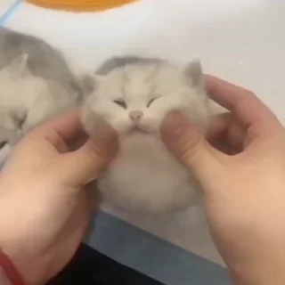 Video sticker 🐈‍⬛ Cat @EliotSticker