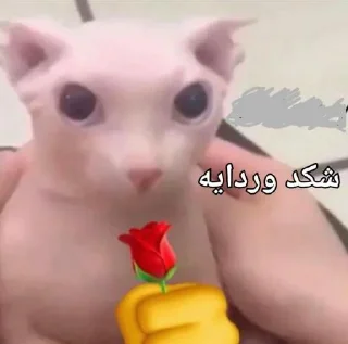Video sticker 🌹 . @imgoingtodeath .