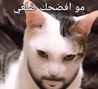 Телеграм стикер 🤨 . @imgoingtodeath .