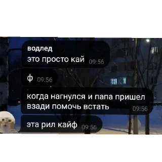 Video sticker 👍 Чат кобяка хуйня
