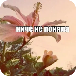 Sticker 🌸 Хихихих