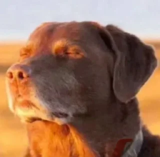 Video sticker 🥀 Fuckass reactions @kaiolohiax :: @fStikBot