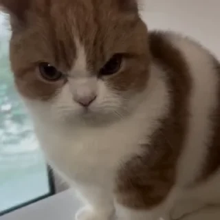 Video sticker 🐈 PELONA 😺🐶 @Rina2896