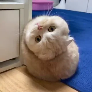 Video sticker 🌟 残酒的猫咪@canjiudebot