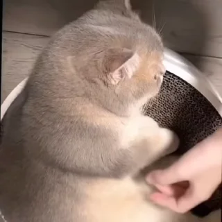 Video sticker 🌟 残酒的猫咪@canjiudebot