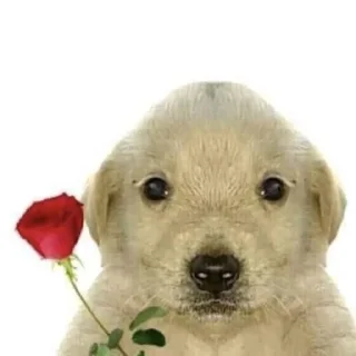 Telegram sticker 💋 gavchyk