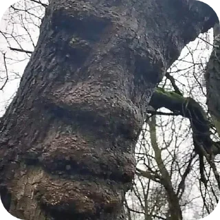 Telegram stiker 🌿 ЛЕСНОЕ