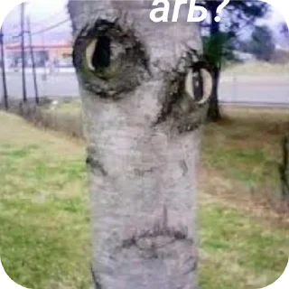 Video sticker 🌳 ЛЕСНОЕ