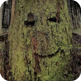 Sticker 🖼 ЛЕСНОЕ