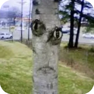 Video sticker 🪴 ЛЕСНОЕ