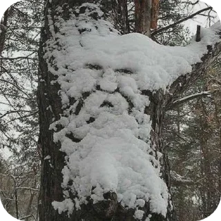 Telegram stiker 👍 ЛЕСНОЕ