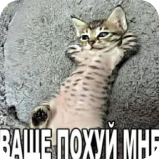 Telegram sticker 🐱 Смешная нарезка художников @TgEmodziBot