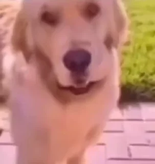 Video sticker 😟 Эм... @starbearsnowflake :: @fStikBot