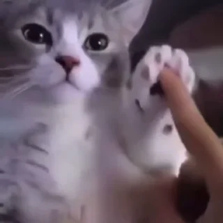 Video sticker 🥰 шмакодявочки 4.0 @TgEmodziBot