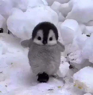 Video sticker 🌟 🤍🦢@imarveljesus14