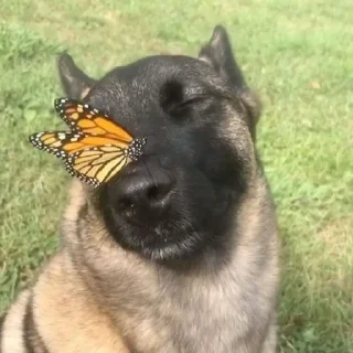 Telegram sticker 🦋 Faust