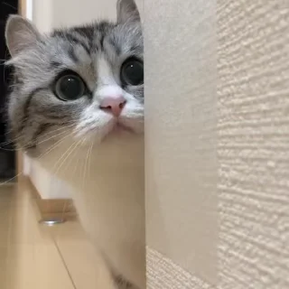 Video sticker 🎈 @LauvSama 's stolen pack :: @fStikBot