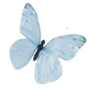 Video sticker 🦋 Blue @emodji_mirik