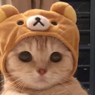 Telegram sticker 🙈 Cat Cute 🥹 | @StickersOFC