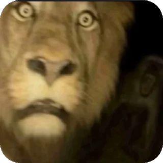 Video sticker 🤲 mems sticker's 🎃