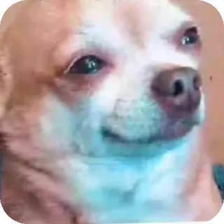 Telegram sticker 👍 mems sticker's 🎃