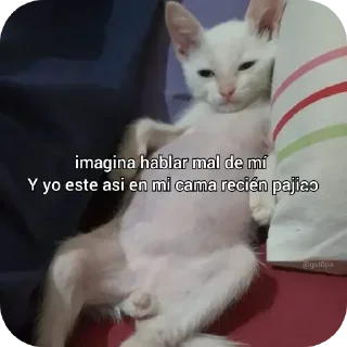 Telegram sticker 🐱 @wisvito_007 sácamelavrgFredyy :: @fStikBot