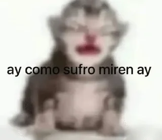 Video sticker 😭 @wisvito_007 sácamelavrgFredyy :: @fStikBot
