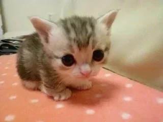 Video sticker 🌟 Сигмо котяры by @offstikbot
