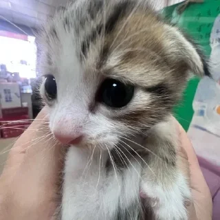 Video sticker 🌟 Сигмо котяры by @offstikbot